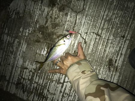 7月29日本命ボウズ