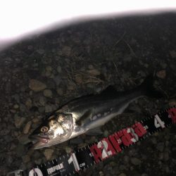 円山川シーバス