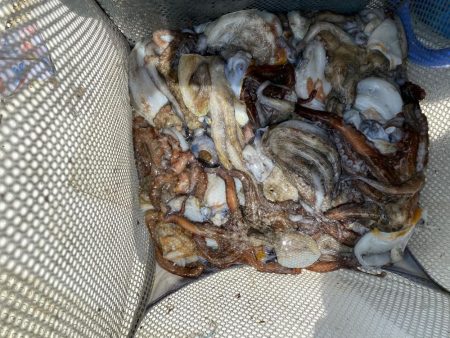 タコハマチ爆釣