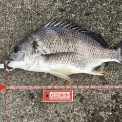 落とし込みでキビレ