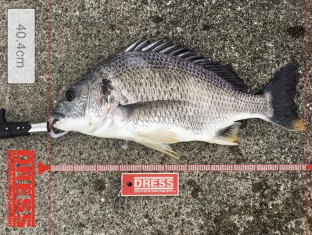 落とし込みでキビレ