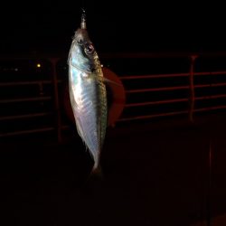 長いボウズ記録から脱出しました。