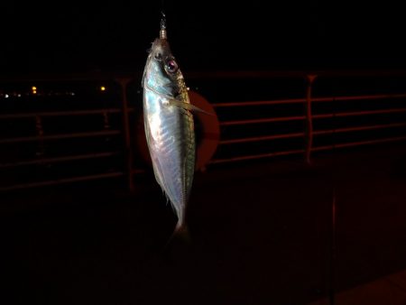 長いボウズ記録から脱出しました。