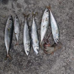 今週末も舞洲に行って来ました。