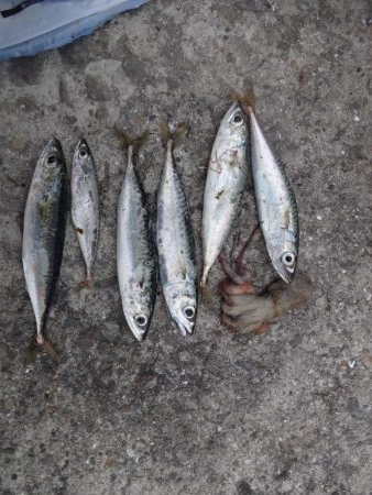 今週末も舞洲に行って来ました。