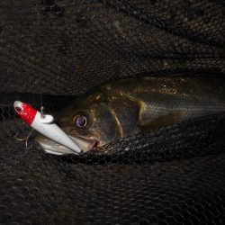 もう少し濁りが引かないと駄目か？