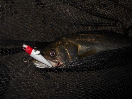 もう少し濁りが引かないと駄目か？