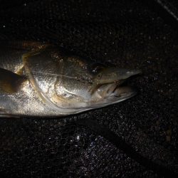 えげつない数のイナッコ…