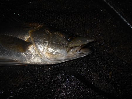 えげつない数のイナッコ…