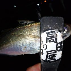 ご近所アジング偵察