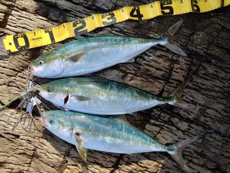 8か月ぶりの釣果