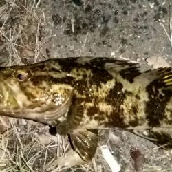 タケノコとガシラ