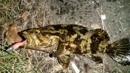 タケノコとガシラ