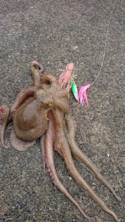 オクトパッシング