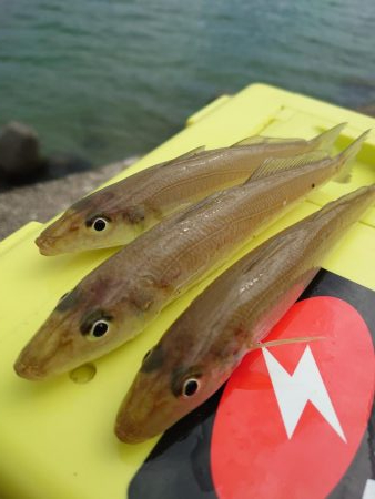 ちょい投げで狙う小魚