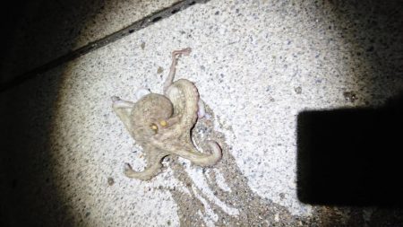 オクトパッシング