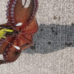 久しぶりのキロup