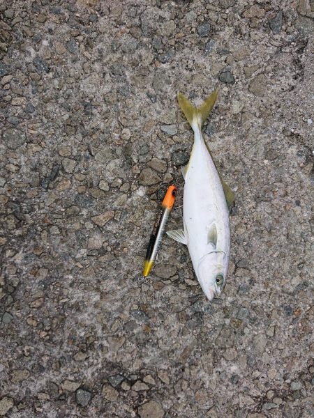 ショアジギング