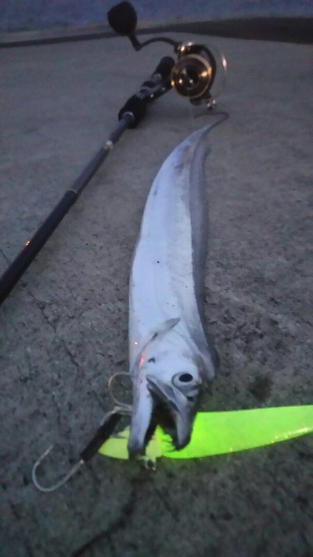 【新門司】タチウオ調査