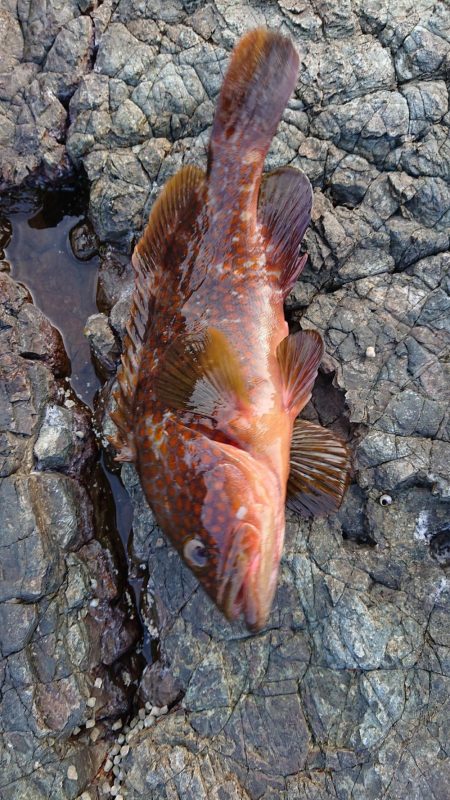 念願のキジハタ