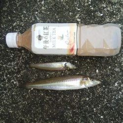 強風のキス釣り