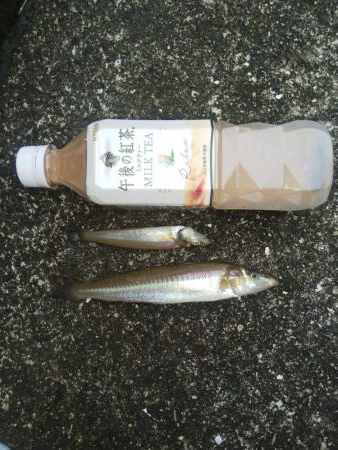 強風のキス釣り