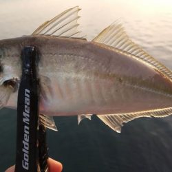 アジング　カマスも混ざる