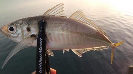 アジング　カマスも混ざる