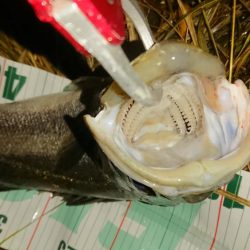 シーバス絶好調!