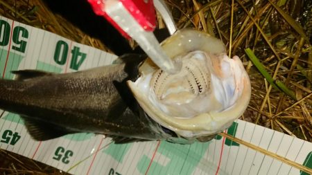 シーバス絶好調!