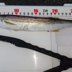 アジングタックルでカマス狙い