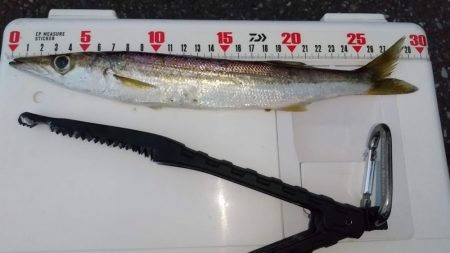 アジングタックルでカマス狙い