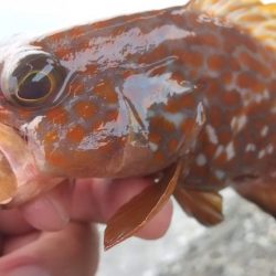 ロックフィッシュ狙いでキジハタ・カサゴ