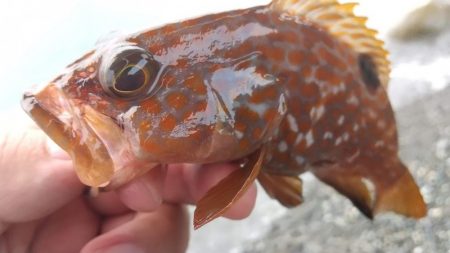 ロックフィッシュ狙いでキジハタ・カサゴ