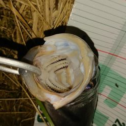 オヌマンバイブ