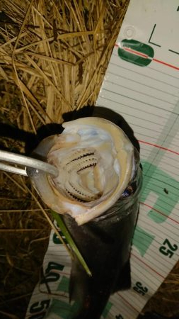 オヌマンバイブ