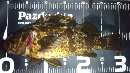 ロックフィッシュ狙いでキジハタ・タケノコメ…