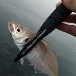 ジグ単アジング