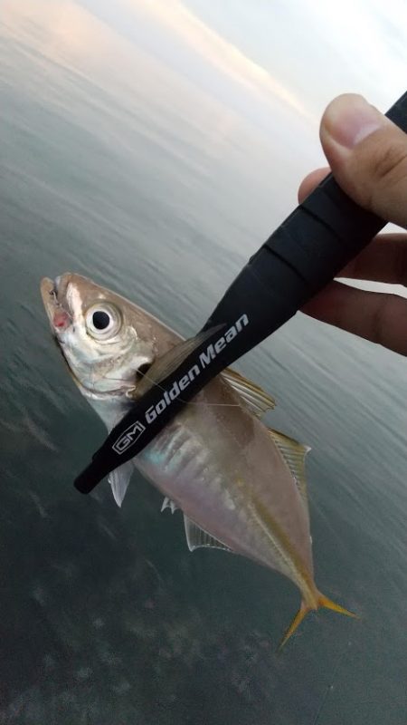 ジグ単アジング