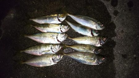 夜光虫まみれのアジング