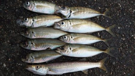 朝マズメアジング