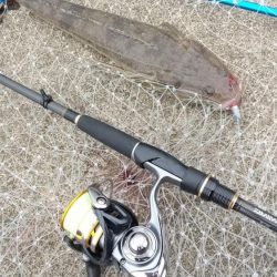 マゴチ狙い　ボトムワインド