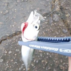 海の状況一変せず、安定のサバ