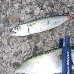 サバばっかり・・・