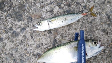 サバばっかり・・・