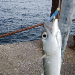 今年はサバしかいてない