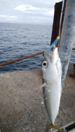 今年はサバしかいてない