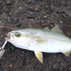 今日もライトショアジギングでツバス