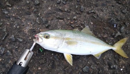 今日もライトショアジギングでツバス