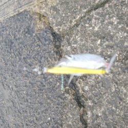 ライトショアジギングで釣れるのは・・・